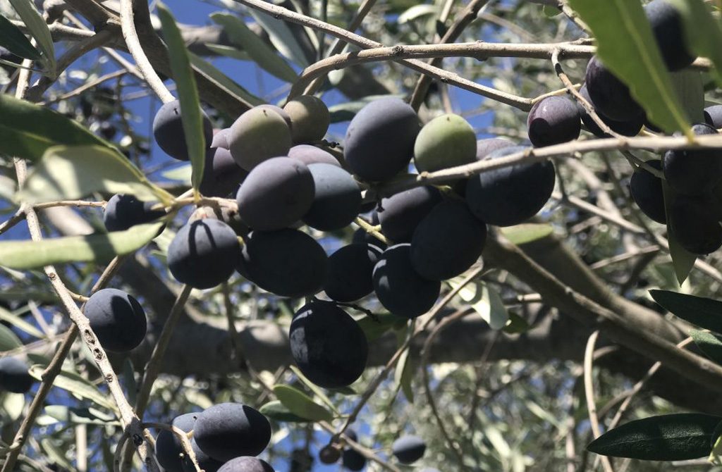 Olive Olive
